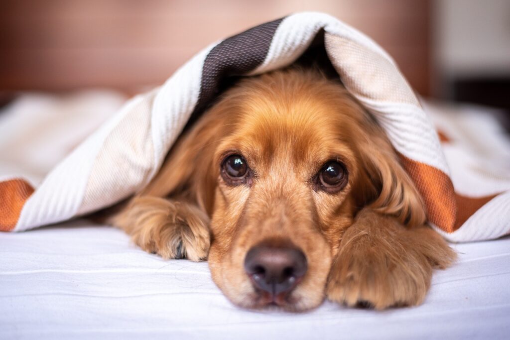 english cocker spaniel, dog, puppy-5937757.jpg